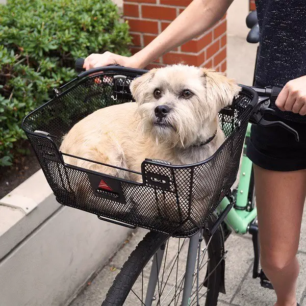 panier de vélo pour chien