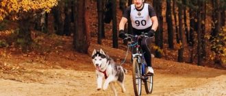 Comment transporter un chien sur une bicyclette : les meilleurs moyens