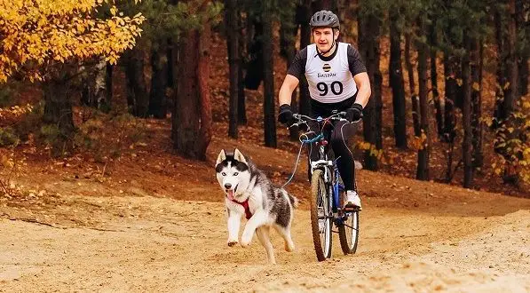 Comment transporter un chien sur une bicyclette : les meilleurs moyens