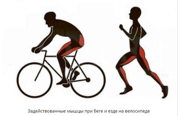 les muscles impliqués dans la course à pied et le cyclisme